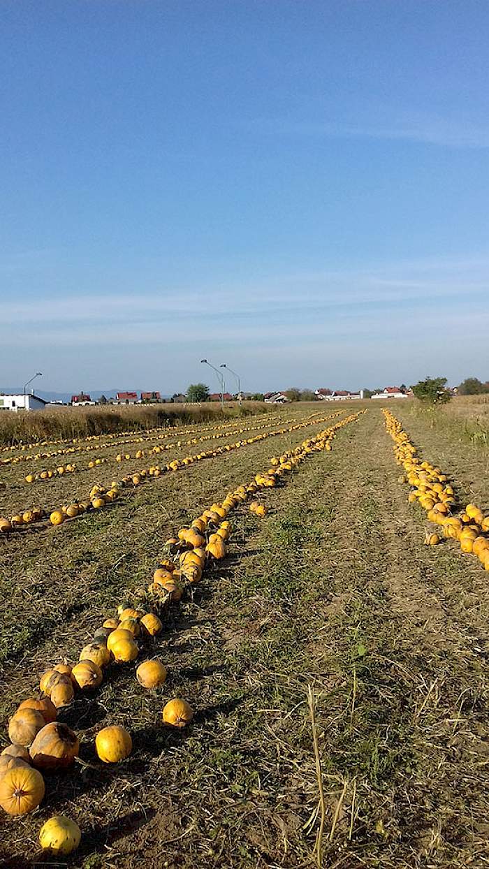 Polje s nasadom buča u redovima - Agro Noršić